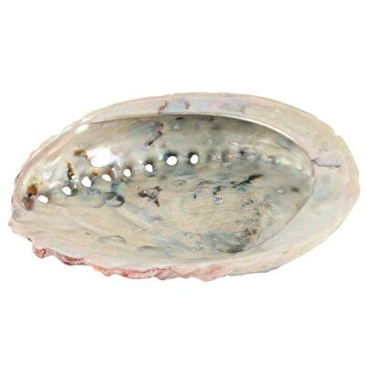 Conchiglia di abalone grande 12-14 cm