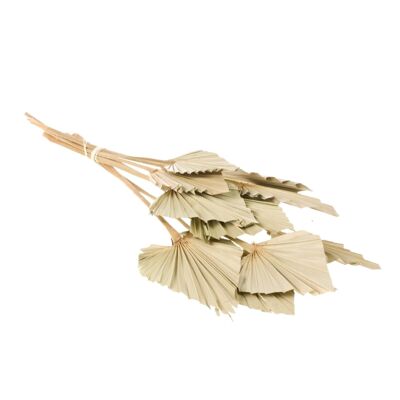 Dried Flowers - Palmspear