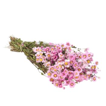 Fleurs séchées - Rodanthe 1