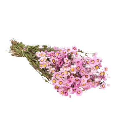 Fleurs séchées - Rodanthe