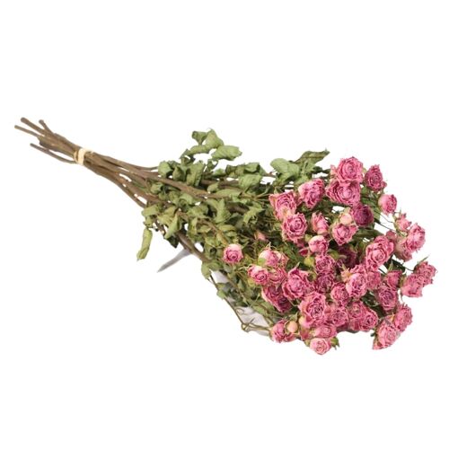Dried Flowers - Spray Roses