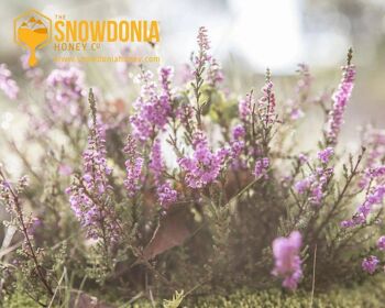 Miel gallois de bruyère Snowdonia 227g 5