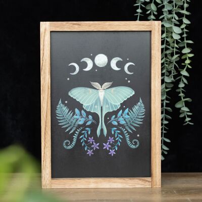 Arte de pared con marco de madera Luna Moth
