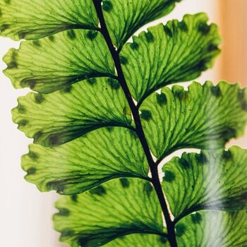 L'Herbarium de Théophile - Fougère Felci verte - plante immergée 2