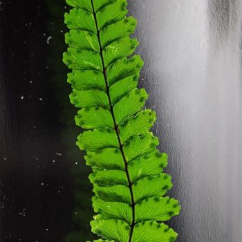 L'Herbarium de Théophile - Fougère Felci verte - plante immergée 6