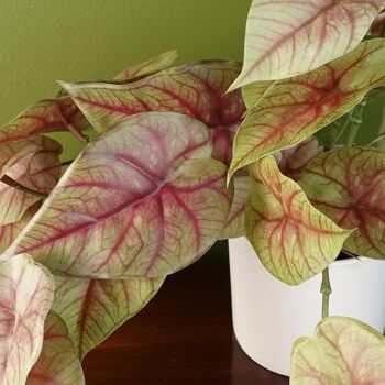 Plante rampante de caladium rose artificiel de 30 cm 2