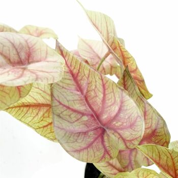 Plante rampante de caladium rose artificiel de 30 cm 4