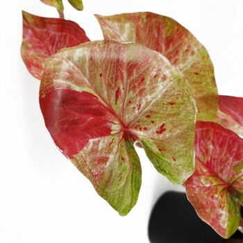 Plante suspendue artificielle de 35cm, Caladium rose réaliste 2