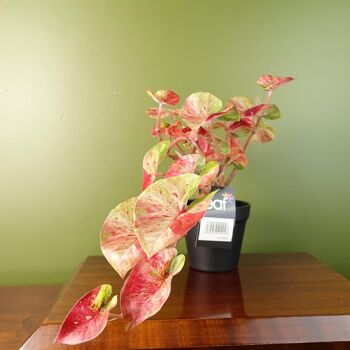 Plante suspendue artificielle de 35cm, Caladium rose réaliste 3