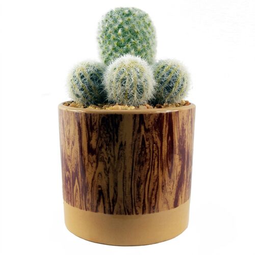 Artificial Cactus Plant Cacti in Ceramic Planter