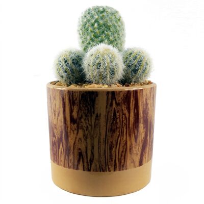 Cactus artificiales en macetero de cerámica.