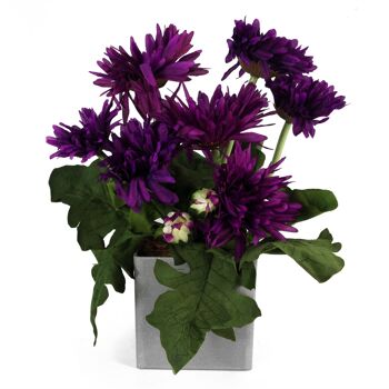 Plante de marguerite artificielle, fleurs, plante violette 1