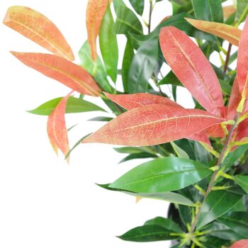 Ficus artificiel, plante de 80cm, Mini buisson rouge vert coloré 3