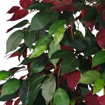 Ficus artificiel plante rouge vert Capensia 120cm plantes 2