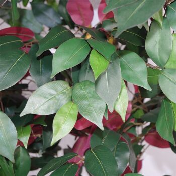 Ficus artificiel plante rouge vert Capensia 120cm plantes 4