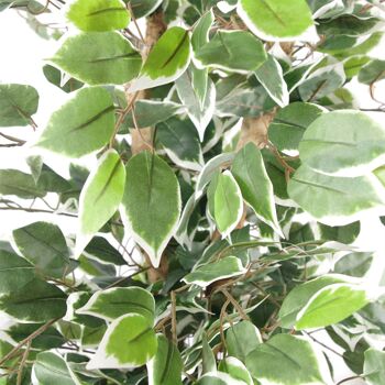 Plante artificielle d'arbre de Ficus, bord blanc, feuille de plantes touffue de 130cm 2