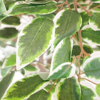Plante artificielle d'arbre de Ficus, bord blanc torsadé, plantes de 130cm 2