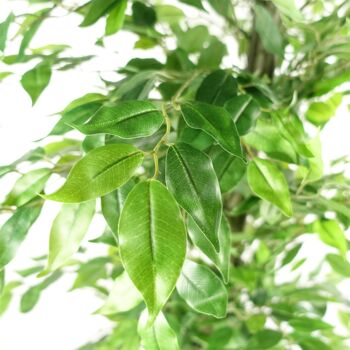 Ficus artificiel réaliste – ÉNORME 180 cm 6 pieds 2