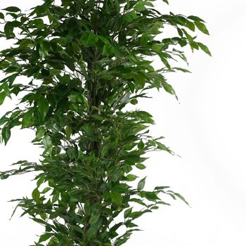 Ficus artificiel réaliste – ÉNORME 180 cm 6 pieds 3