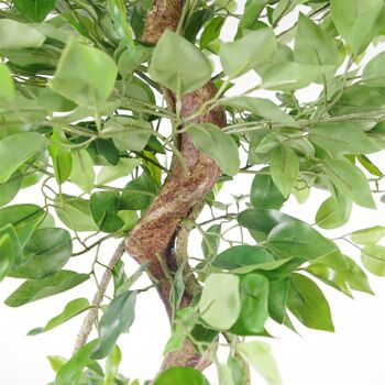 Jardinière japonaise Fruticosa Ficus noire, tronc torsadé de 150cm, artificiel 3