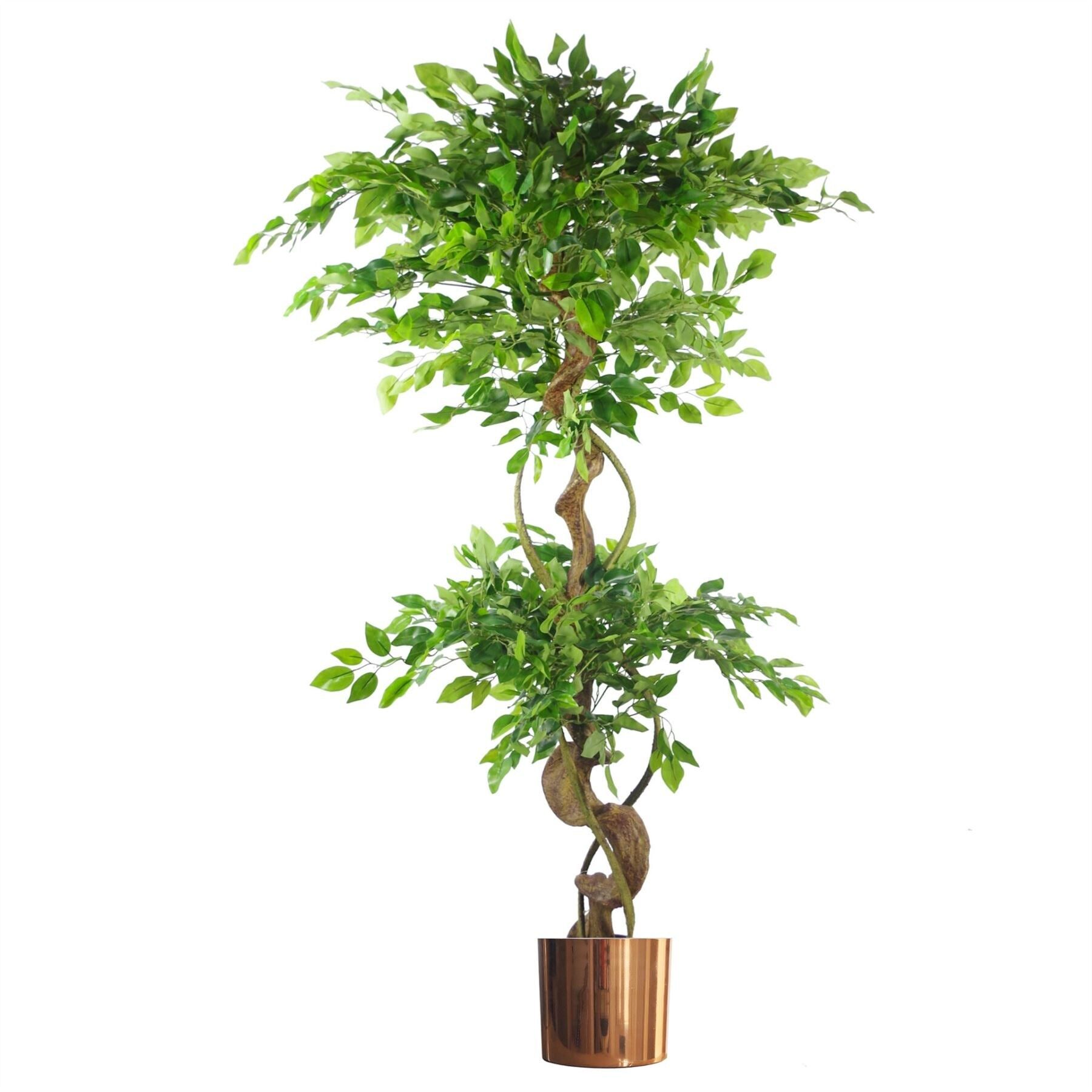 Macetero japonés de cobre con árbol Fruticosa Ficus, 150 cm