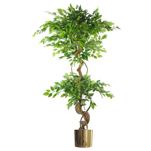 Japanese Fruticosa Ficus Tree Gold Planter 150cm