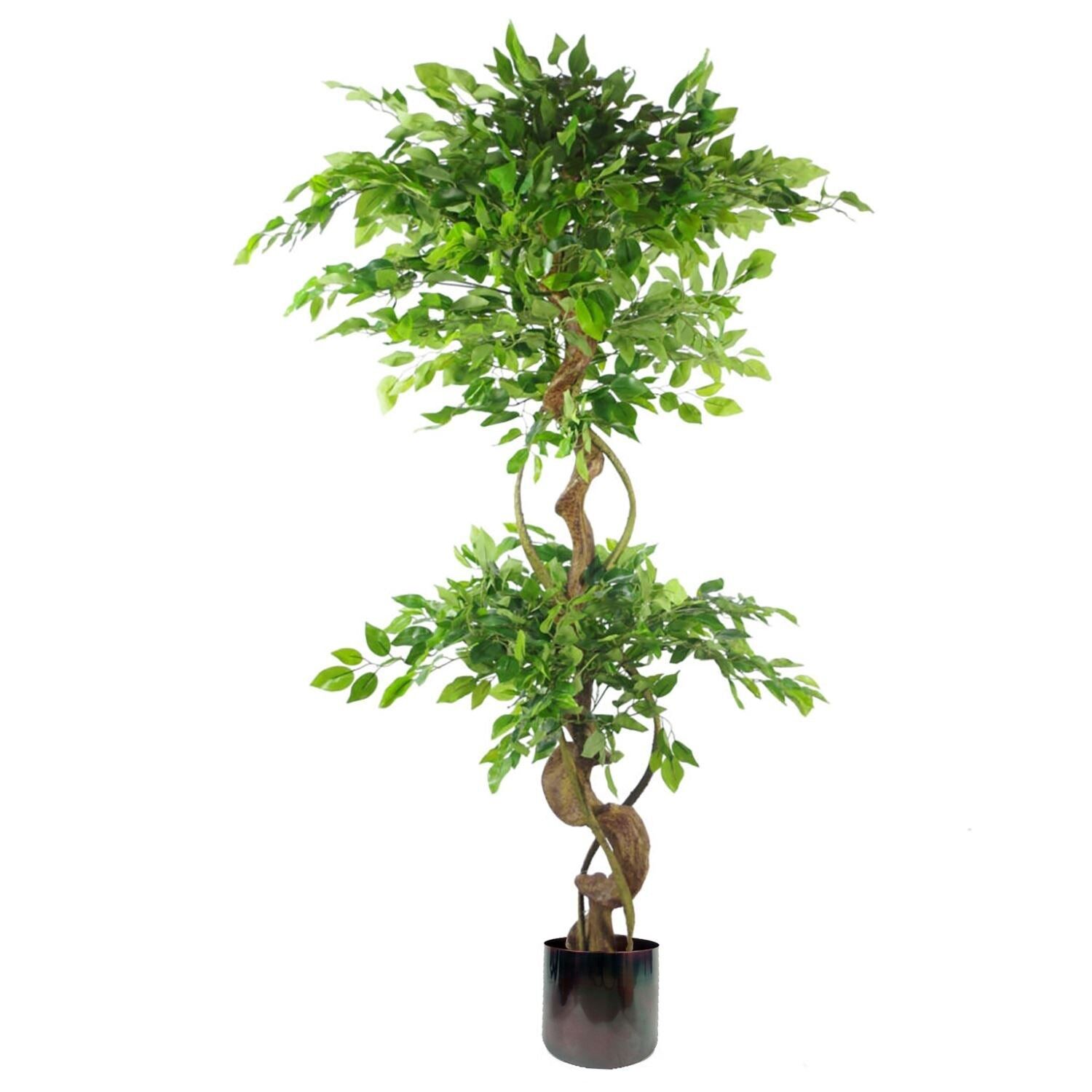Japanischer Fruticosa-Ficusbaum-Regenbogen-Übertopf, 150 cm