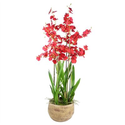 Orchidée Oncidium rouge dans un pot en grès