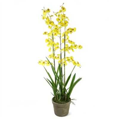 Oncidium-Orchidee gelb im Pflanzgefäß aus Steingut