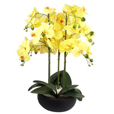 Orchid Yellow - Black Ceramic Planter
