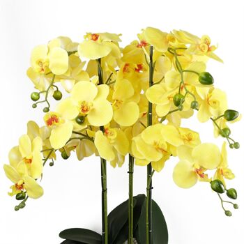 Orchidée jaune - Jardinière en céramique noire 2