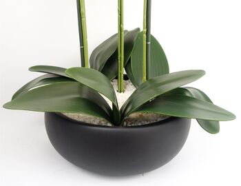 Orchidée jaune - Jardinière en céramique noire 5