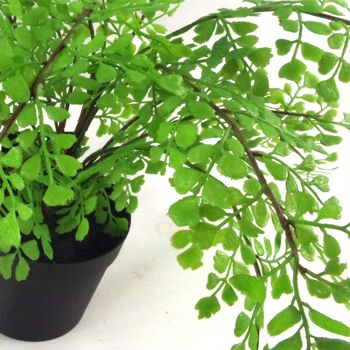 Fougère artificielle en pot, fougère Maidenhair, 35 cm, plante britannique 2