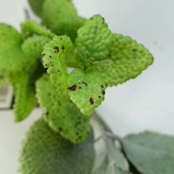 Plante suspendue artificielle, guirlande de feuilles de menthe 4