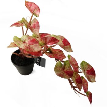 Plante artificielle suspendue rose Splash Caladium 4