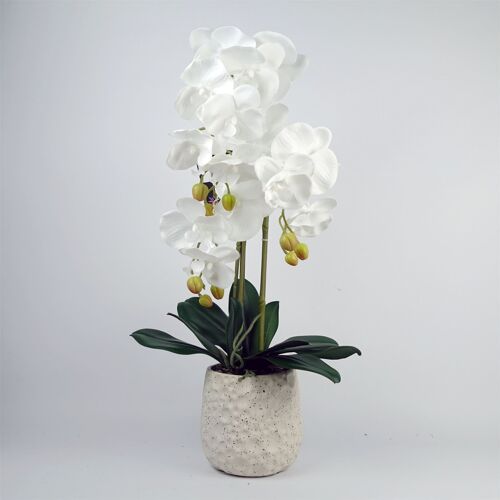 Pure White Orchid with Ceramic Bubble Planter