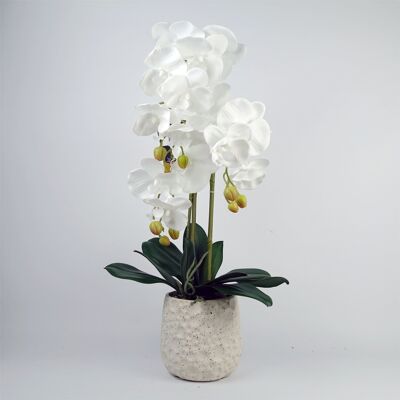 Orchidée blanche pure avec pot à bulles en céramique