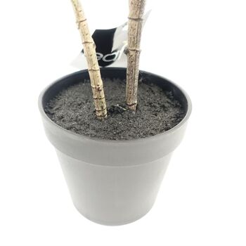 Plante en Caoutchouc Artificielle en Pot 65cm 3