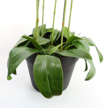 Grande plante d'orchidée noire - Artifcial - 41 fleurs REAL TOUCH 5