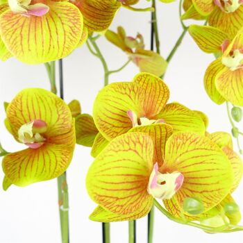 Grande Orchidée Jaune Citron - 41 fleurs REAL TOUCH 2