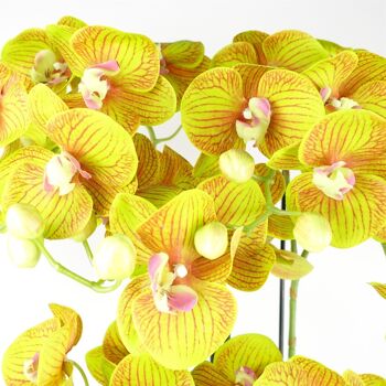 Grande Orchidée Jaune Citron - 41 fleurs REAL TOUCH 4