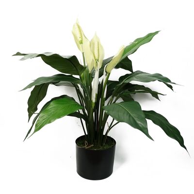 Lys de la Paix Blanc 60cm