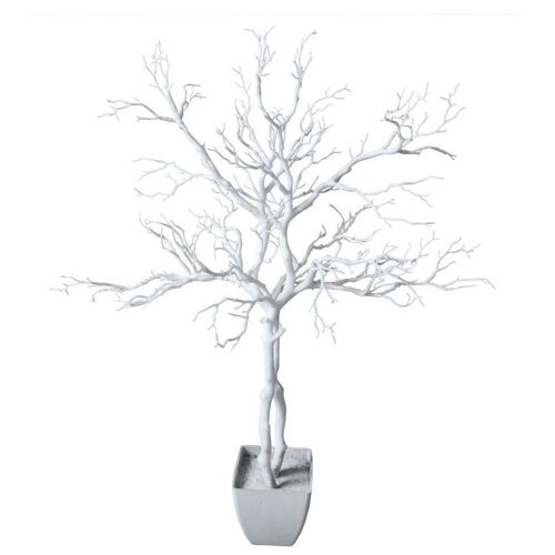 White Wishing Tree Manzanita Plant 95cm