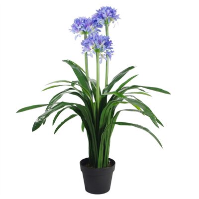 Agapanthus Blaue Blumenpflanze, 90 cm