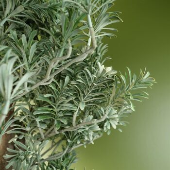 Artemisa Arbuste 70cm 5
