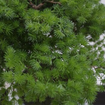 Bonsaï artificiel pin bonsaï 50cm plante d'arbres britanniques 3