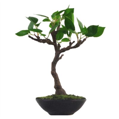 Bonsaï artificiel Mini bonsaï 25 cm plante d'arbres britanniques