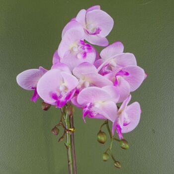 Orchidée Rose Artificielle Argent Pot 50cm Real Touch 2
