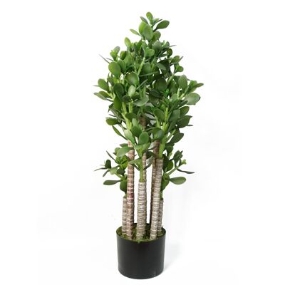 Planta Jade Verde 75cm