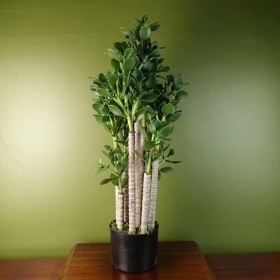 Planta de Jade 75cm